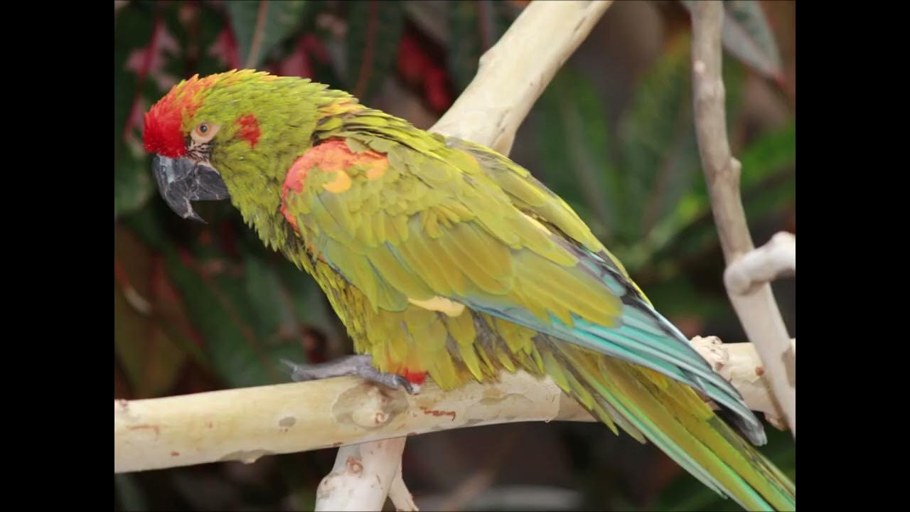 sreemonp's tweet card. Canon 60D @ Tulsa Zoo