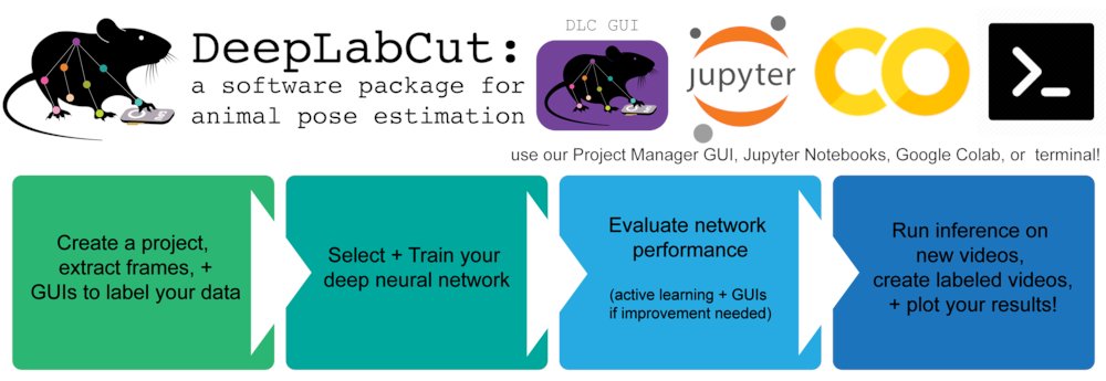 DeepLabCut's tweet card. Official implementation of DeepLabCut: Markerless pose estimation of user-defined features with deep learning for all animals incl. humans - DeepLabCut/DeepLabCut