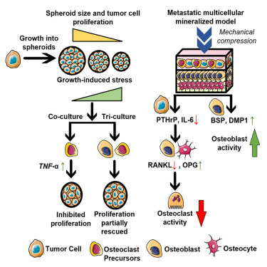CellReports's tweet card. Kumar et al. report the development of advanced in vitro and computational models to help explain the synergistic influence of tumor-bone cell signaling and mechanobiological cues in regulating tumor...