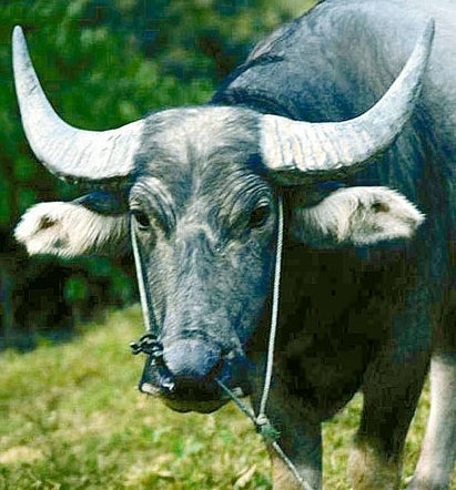 TheOnion's tweet card. ULAAN BAATAR, MONGOLIA—Fed up with the way men and women "sabotage perfectly good relationships by failing to communicate," a local yak made a public plea Tuesday for greater understanding between...