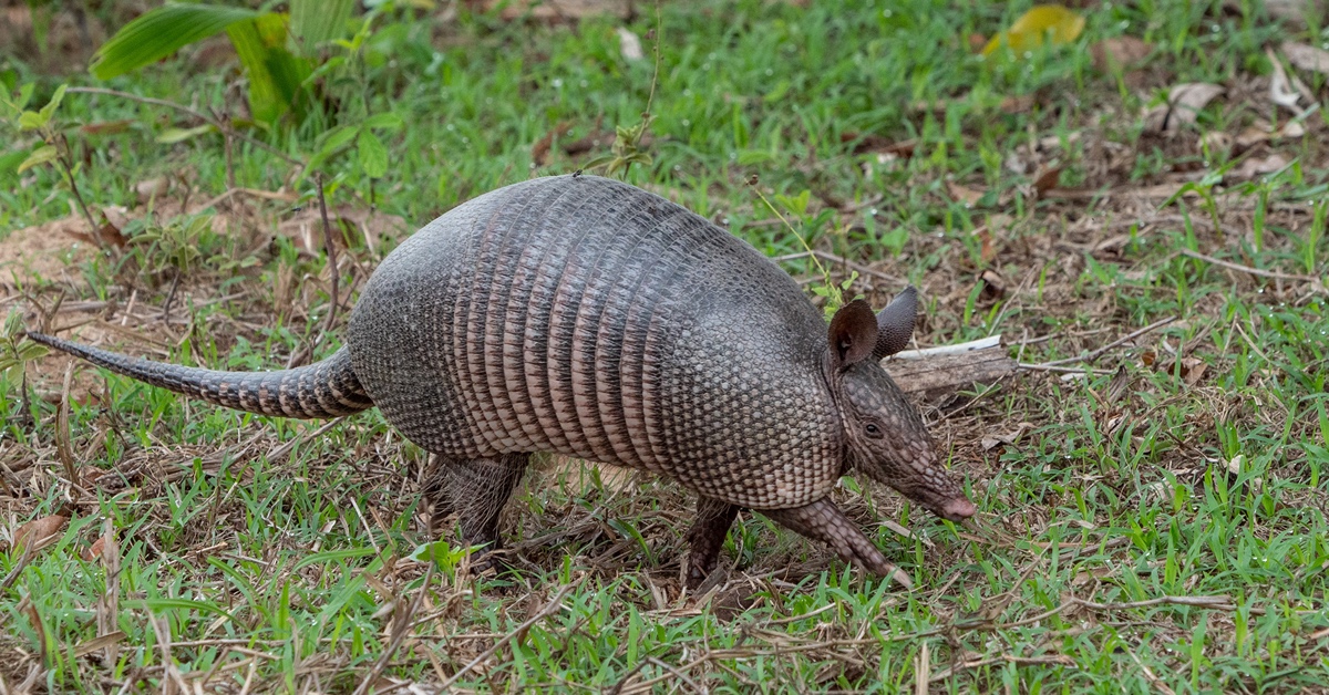 PurdueExtension's tweet card. An armored mammal, once limited to the swamps and forests of the Deep South, is now burrowing its way through the backyards and woodlands of Indiana. The nine-banded armadillo—a 10 to 15 pound mammal...