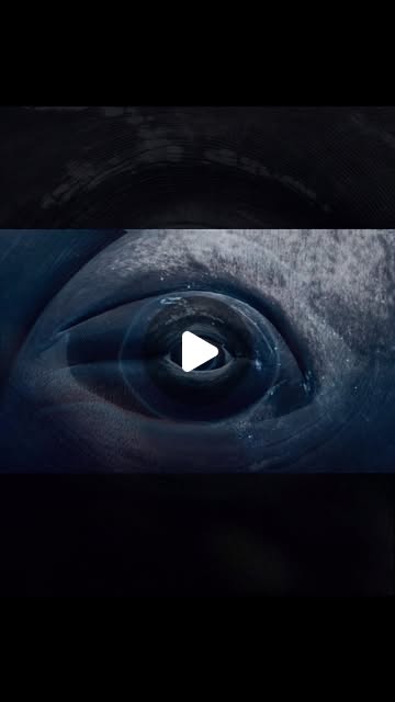 D34412's tweet card. Samora Kazado (@d34412) • Instagram reel