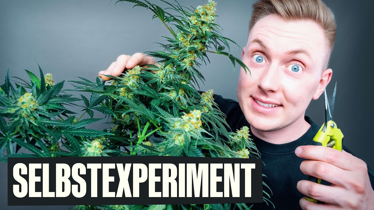 GoldrauschEntS's tweet card. Cannabis selber anbauen - Wie schwer ist es wirklich?