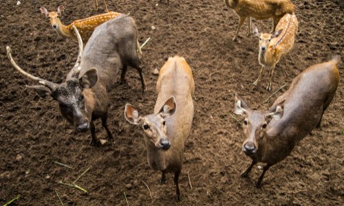 MarnyAgar's tweet card. Animaux - Signez la pétition : STOP à la chasse en enclos ou safaris de campagne en France !