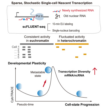 CellCellPress's tweet card. scFLUENT-seq is a single-cell method that sensitively captures nascent nuclear transcriptomes to reveal mRNA and ncRNA dynamics, heterogeneity across chromatin compartments, and transcriptional...