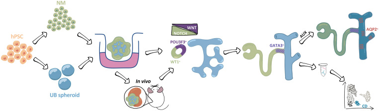 organelletx's tweet card. The fusion of distal nephron and ureteric bud represents a critical developmental milestone required for establishing a functional kidney plumbing system. In this issue of Cell Stem Cell, Shi et al....