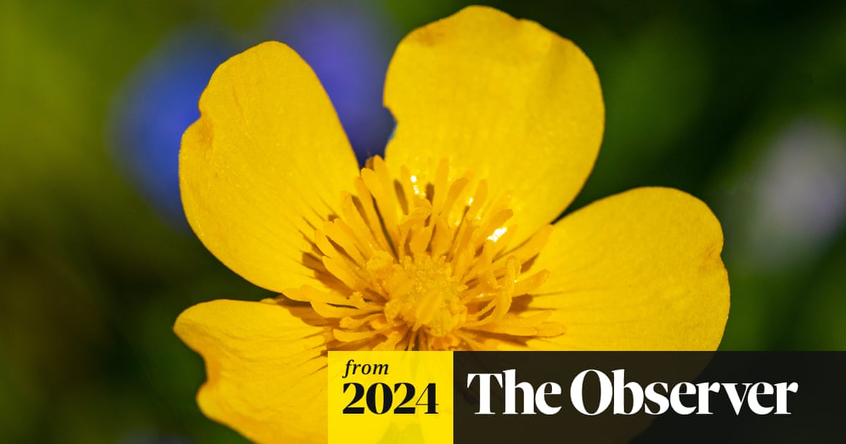 danniferrante's tweet card. Species once viewed as a threat are undergoing a horticultural reassessment and being hailed for their resilience and beauty across the UK