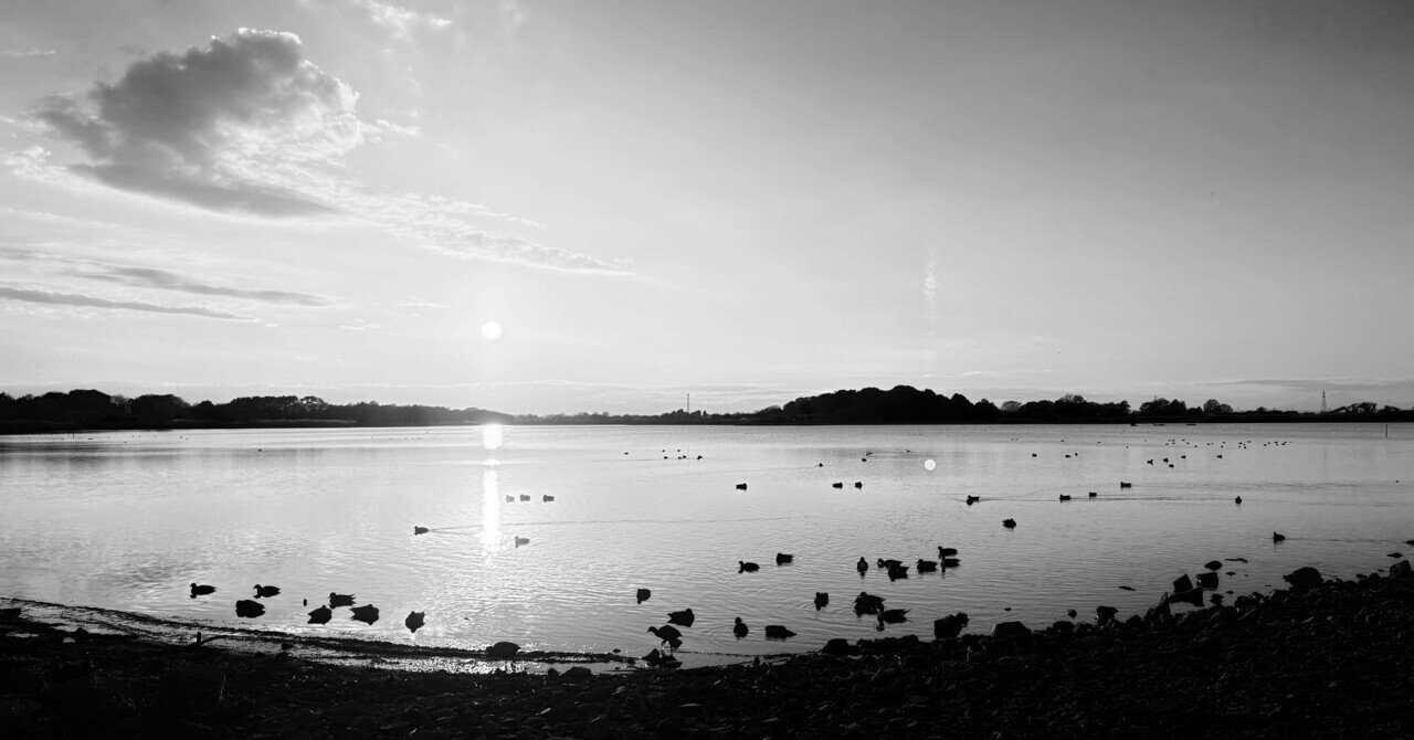 hirokimochigi's tweet card. 沼れば、 私たちは、救われる。 ゆえに、 沼に、救われている。 沼に向かう 沼に、向かう。 砂の重なる音。 水面は、無音。 陽が落ちる 左、冬の陽が落ちる。 左、緑が邪魔をする。 野鳥、こちらに来る。 冬の空 あれは、冬の空。 あれは、冬の雲。 肉眼は、白と黒。 近い野鳥 野鳥が、近いな。 落陽は、遠いな。 遠くに、行こう。 水面が弾む