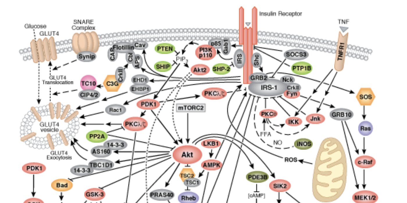 CellSignal's tweet card. PI3K/Akt signaling is close to my heart because certain diseases that have cropped up in my family are linked to specific proteins in this pathway.
