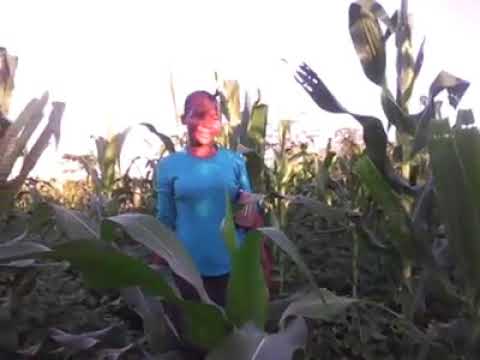 STARL1GHTFAMILY's tweet card. Starlight Family Farm