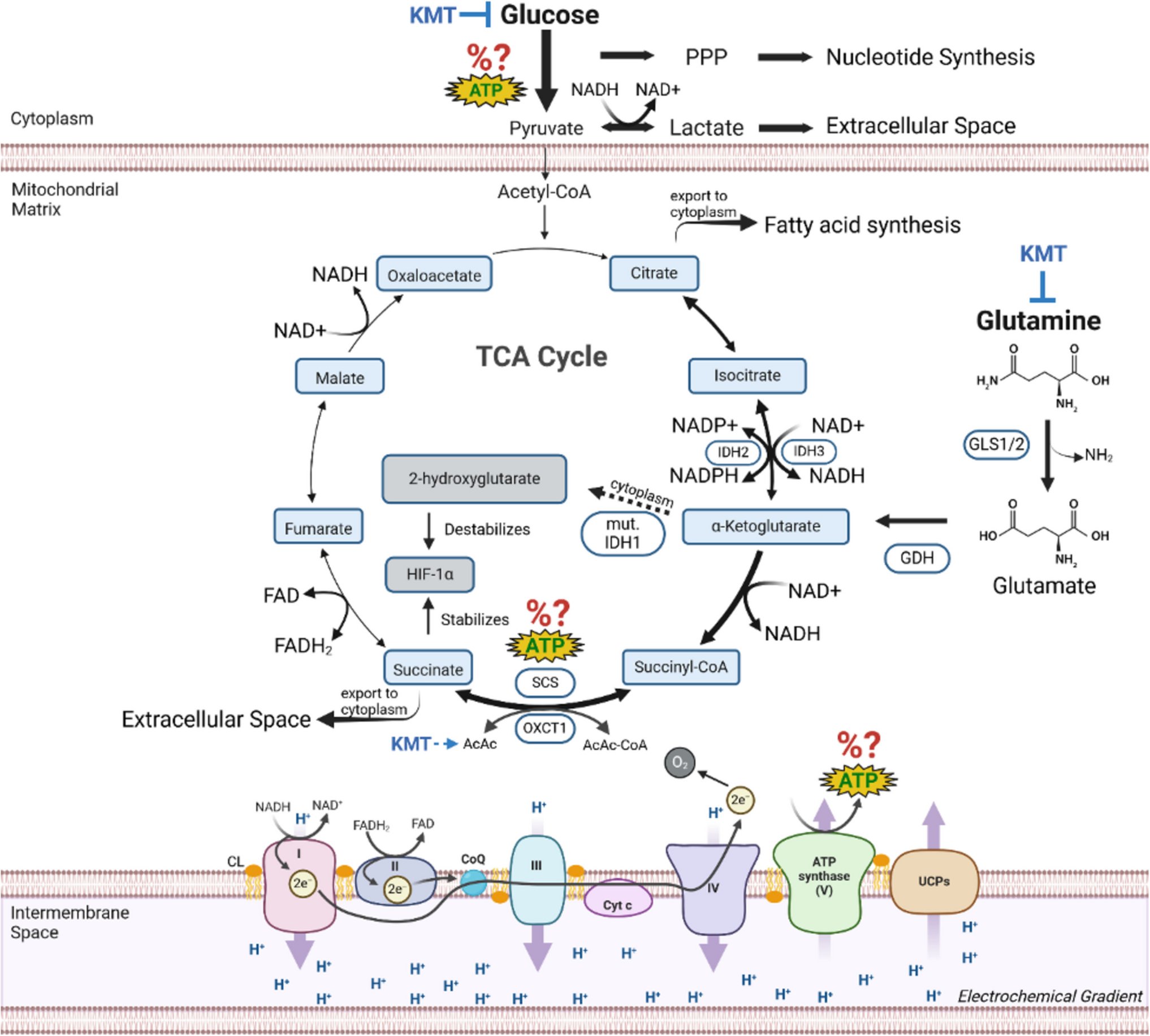 tnseyfried's tweet card. Journal of Bioenergetics and Biomembranes - Otto Warburg originally proposed that cancer arose from a two-step process. The first step involved a chronic insufficiency of mitochondrial oxidative...