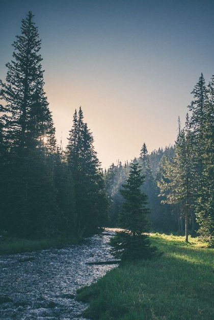 CallithAppleton's tweet card. 2020: In which Callith waxes poetic about the nothingness that happens when living in a large ass forest.