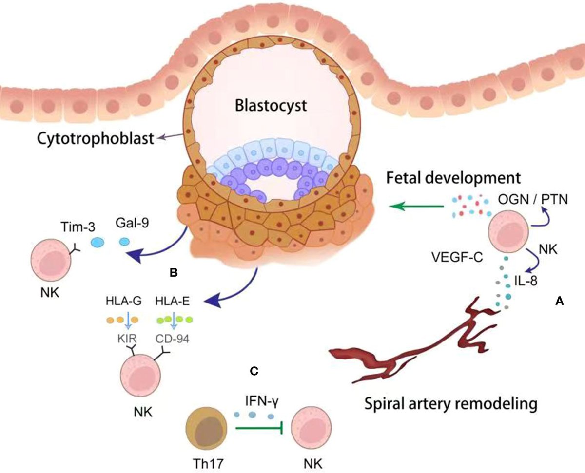 microbe_article's tweet card. A successful human pregnancy requires the maternal immune system to recognize and tolerate the semi-allogeneic fetus, allowing for appropriate trophoblasts i...