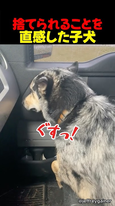 sdkdb973's tweet card. 捨てられることを直感した子犬