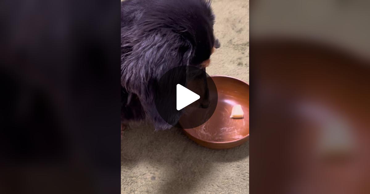 vimoko982's tweet card. 「いいね」が98件、コメントが3件。「#かわいい犬 #ダックス #チュール」