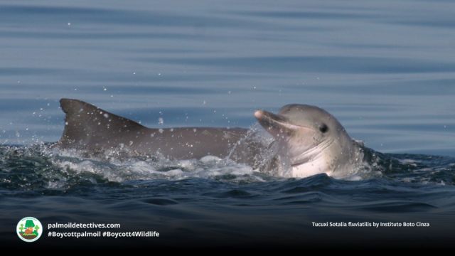 WENDY200111's tweet card. Tucuxi, small freshwater dolphins of Peru Ecuador Colombia and Brazil are Endangered due to fishing nets, deforestation, mercury poisoning from gold mining.