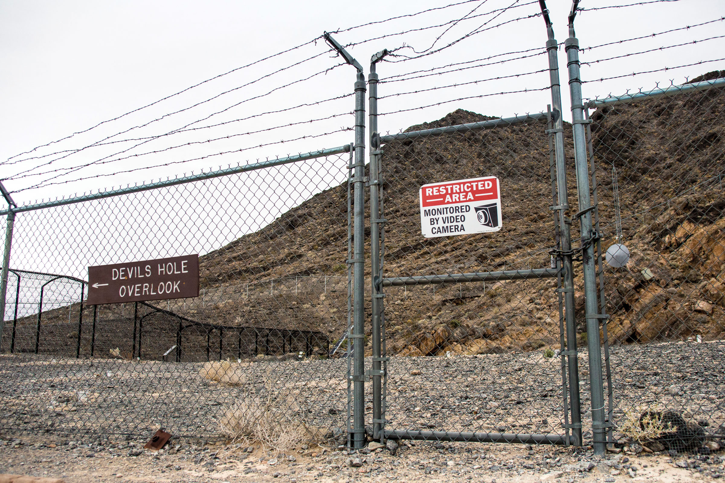 PaigeBlank's tweet card. The Devils Hole pupfish is nothing to mess with.