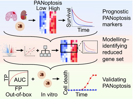 KannegantiLab's tweet card. Abstract. Resistance to programmed cell death (PCD) is a hallmark of cancer. While some PCD components are prognostic in cancer, the roles of many molecule