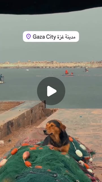 Noa126's tweet card. Yousef Alhelou (@alhelou.y) • Instagram reel