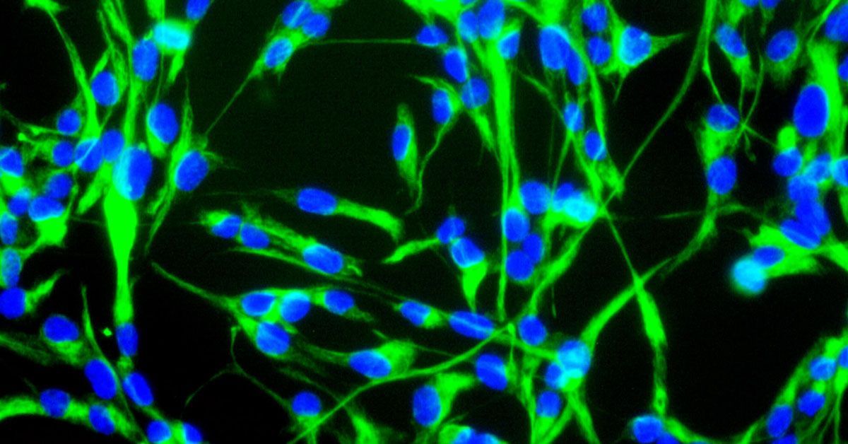 BerkleyLifeSci's tweet card. Using neural stem cells could help treat spinal injuries once thought to be untreatable - a new phase 1 trial has determined this approach is safe.