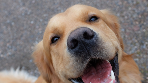 _flexseal2's tweet card. Unban u/peterexplainsthejoke