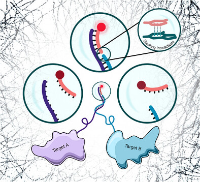 mahipal_ganji's tweet card. Stack-Proximity-PAINT enables super-resolution detection of biomolecular pairs in close proximity by combining transient DNA hybridization with base-stacking stabilization. Molecular dynamics...