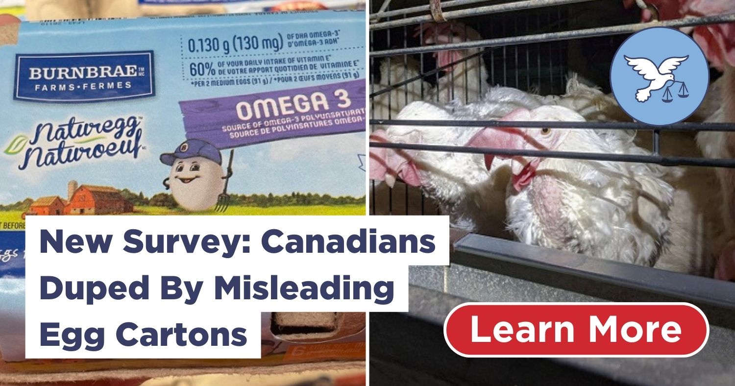 AnimalJustice's tweet card. New research shows people are often confused by egg packaging, and pay more for eggs they wrongly believe to be cage-free.