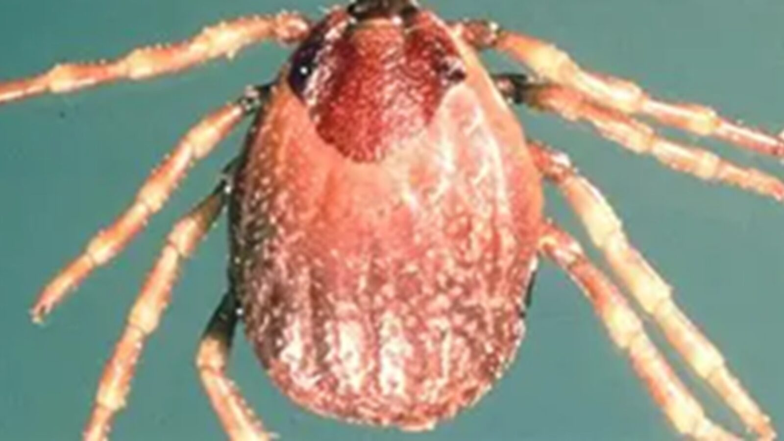 UncleMikesCabin's tweet card.            U.S.