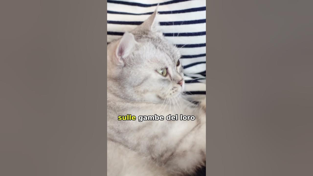 theupdaterep's tweet card. Perche i gatti impastano? #theupdate #curiosità #gatto