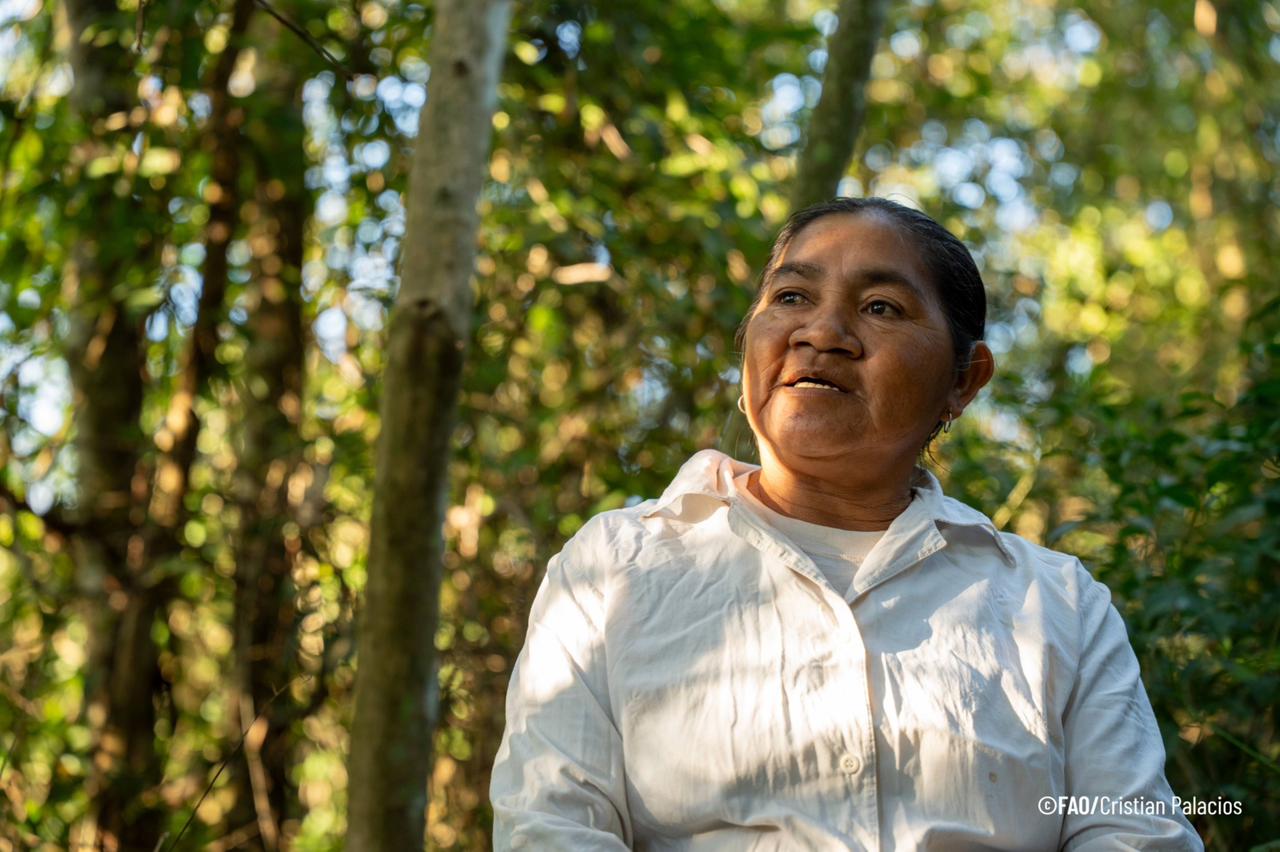Unicanal's tweet card. Gracias al proyecto proeza, pueblos nativos y rurales están restaurando sus bosques y construyendo un futuro más verde para sus comunidades.