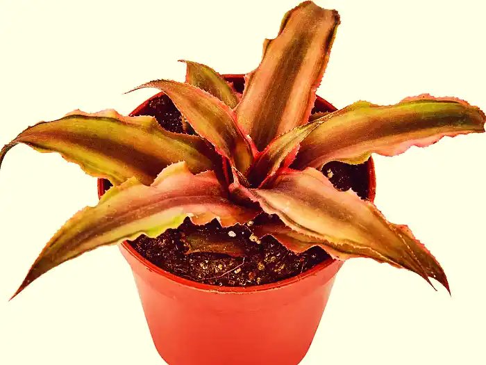 and7521925's tweet card. Криптантус - популярное растение. Узнайте о его уходе, цветении и видах для успешного разведения в домашних условиях.