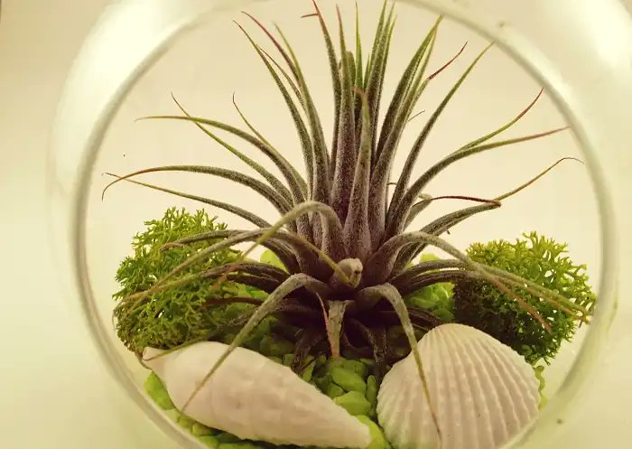 and7521925's tweet card. Тилландсия цветок - атмосферное растение, требующее особого ухода. Узнайте о поливе, размножении и лучших видах тилландсии.