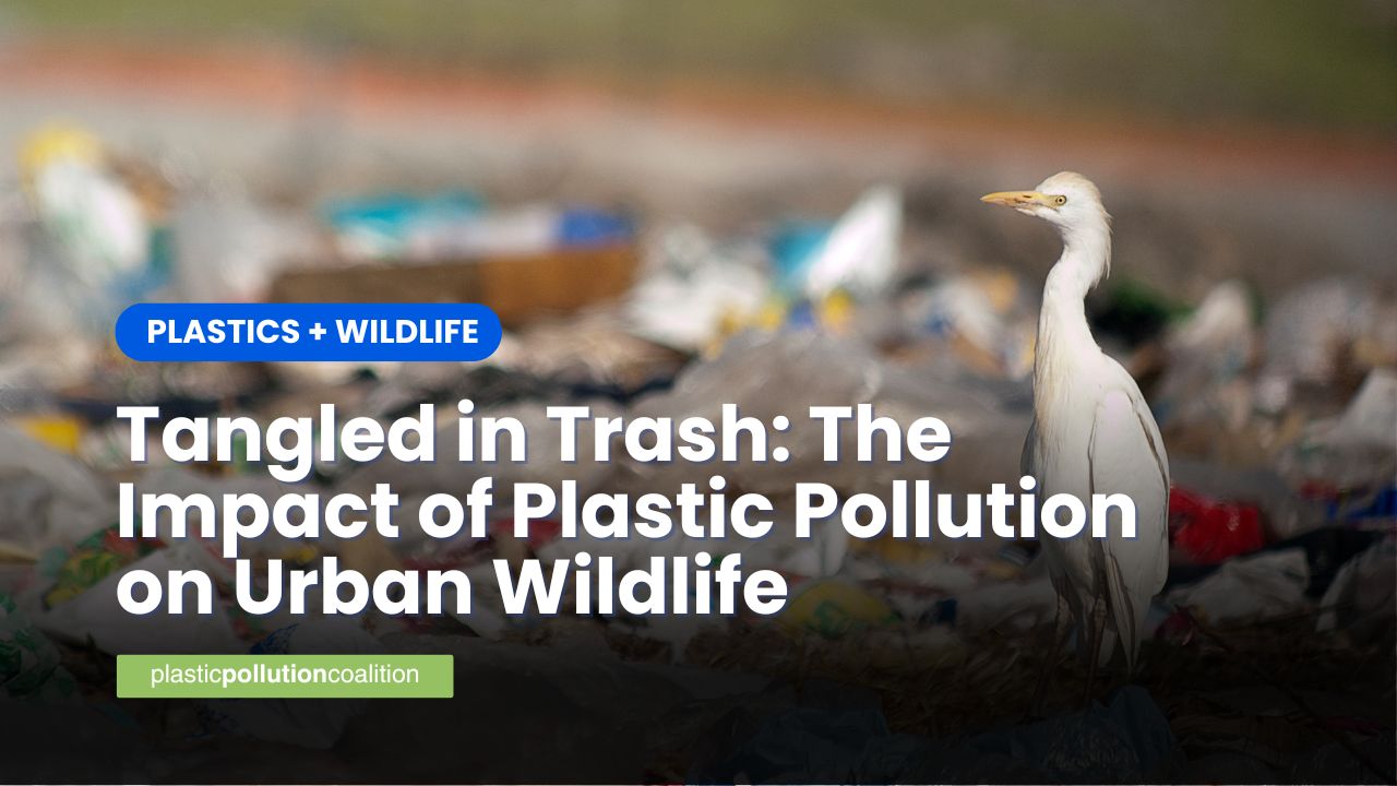 PlasticPollutes's tweet card. Plastic pollution is not just a problem for oceans and remote environments; it’s also a growing threat in our cities.