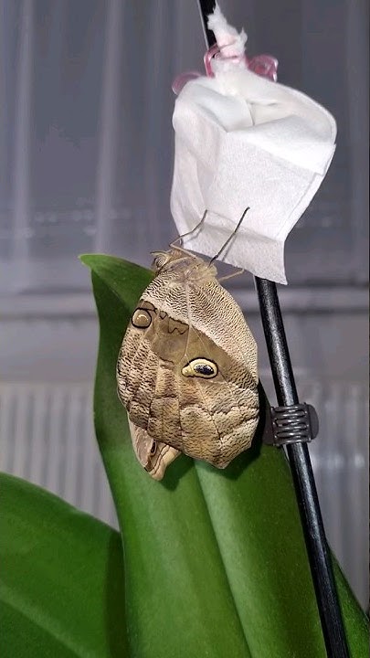 LuchsGergo's tweet card. Lepke mentés #butterfly #eryphanispolyxera