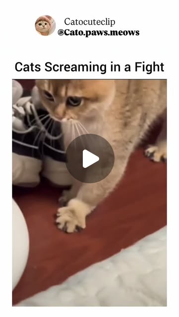 grokhole369's tweet card. catocuteclip (@cato.paws.meows) • Instagram reel