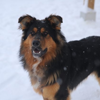 Tweet card summary image