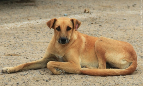 BouletFrbt's tweet card. Animaux - Signez la pétition : l’Algérie tourne le dos à la barbarie et dit stop à la mise à mort des animaux errants