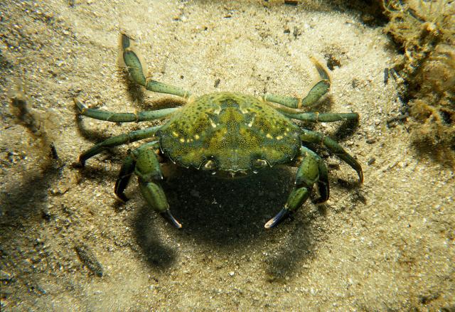 akshay_ramkumar's tweet card. The Green Crab – One of the most common Invasive Alien Species around the globe An article by Miguel Lurgi, a lecturer in biosciences at the Swansea University, details some of the ways clima…