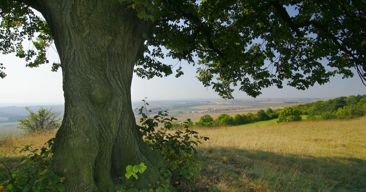 LeoVaradkar's tweet card. Farm land to be used for some of the 8,000 hectares of new forestry every year