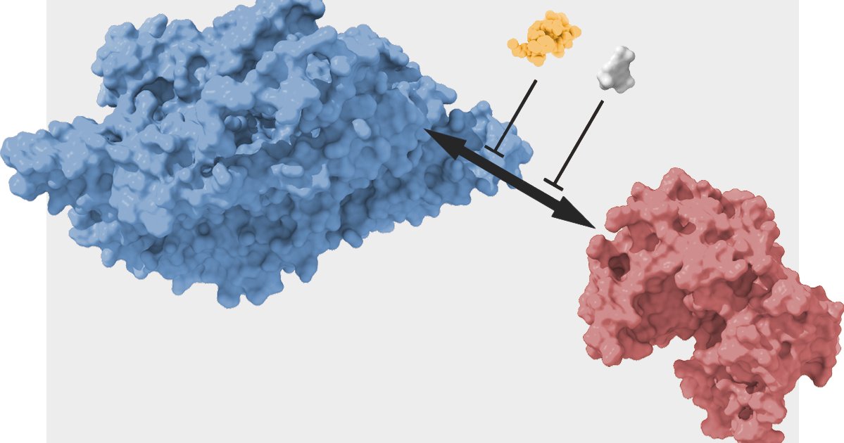 ElissaWelle's tweet card. The complex of two memory proteins, rather than the individual molecules acting independently, underlie month-long memories in mice, a new study suggests.