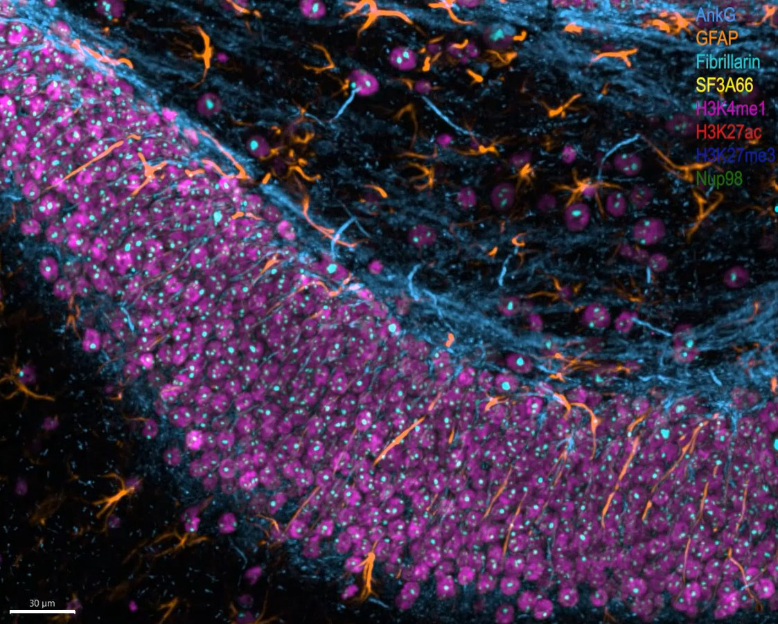 HHMIJanelia's tweet card. A new deep learning-based method developed by Janelia researchers & collaborators to generate clear images of thick biological samples doesn’t require any fancy hardware, making it more accessible tha