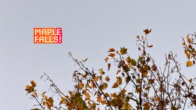 MNWEvents's tweet card. I love the beautiful maple tree during the autumn season, especially when I watch the maple leaves fall.