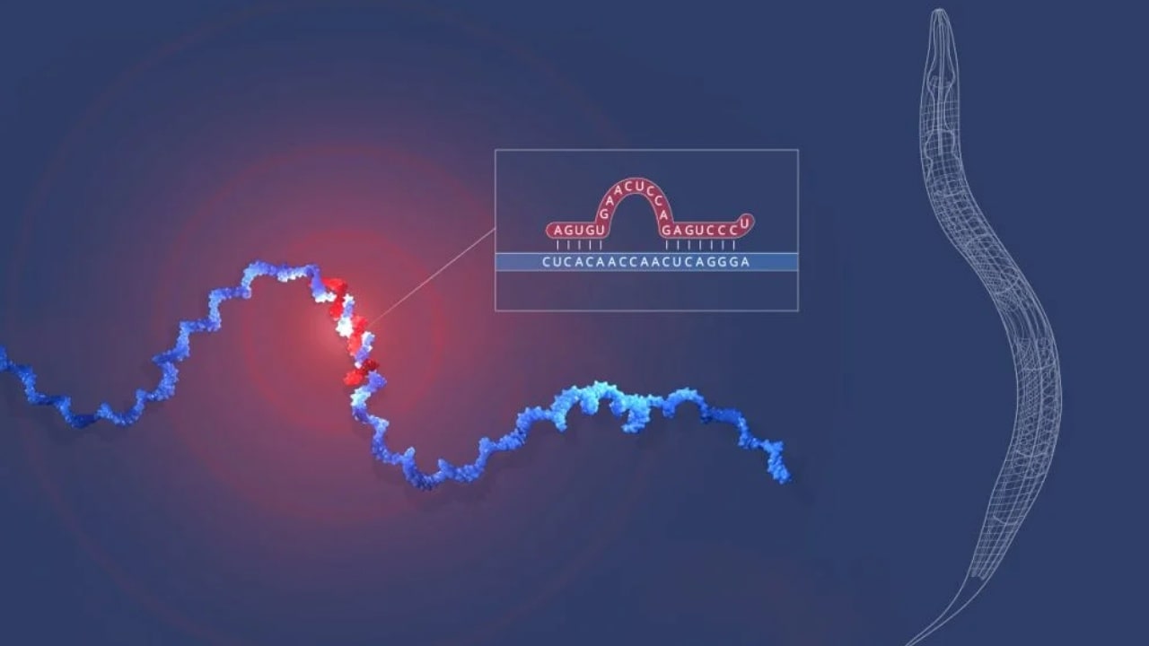 kungfu1964's tweet card. KUZEYEGEHABER-Bilim dünyasının şüphesiz en saygın ödüllerinden biri kabul edilen Nobel Ödülleri’nin bu yılki kazananları bugün itibarıyla açıklanmaya başladı. Açıklanan ilk ödül, mikroRNA’yı…