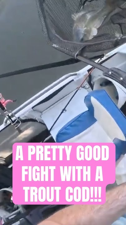 seymoursfishing's tweet card. A PRETTY GOOD FIGHT WITH A TROUT COD!! #troutcod #cod #bigcod...