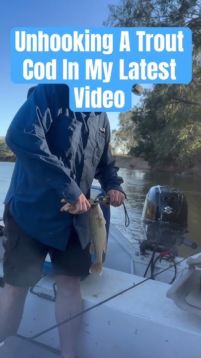 seymoursfishing's tweet card. Unhooking A Trout Cod In Latest Video #troutcod #protectedspecies...