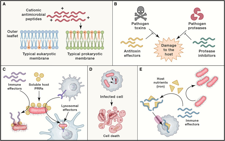 ImmunityCP's tweet card. Recent studies revealed the existence of common principles of innate immune mechanisms across kingdoms and between the innate and adaptive branches of immunity in vertebrates. Lemaitre et al. discuss...