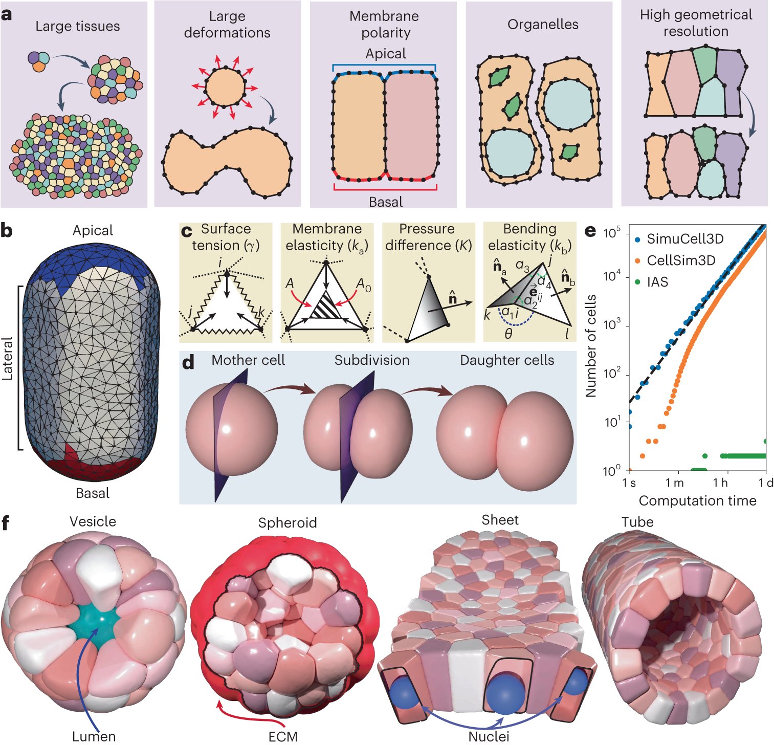 BioDecoded's tweet card. Nature Computational Science - A fast and versatile three-dimensional cell-based model, called SimuCell3D, is developed for high-resolution simulations of large and complex biological tissues....