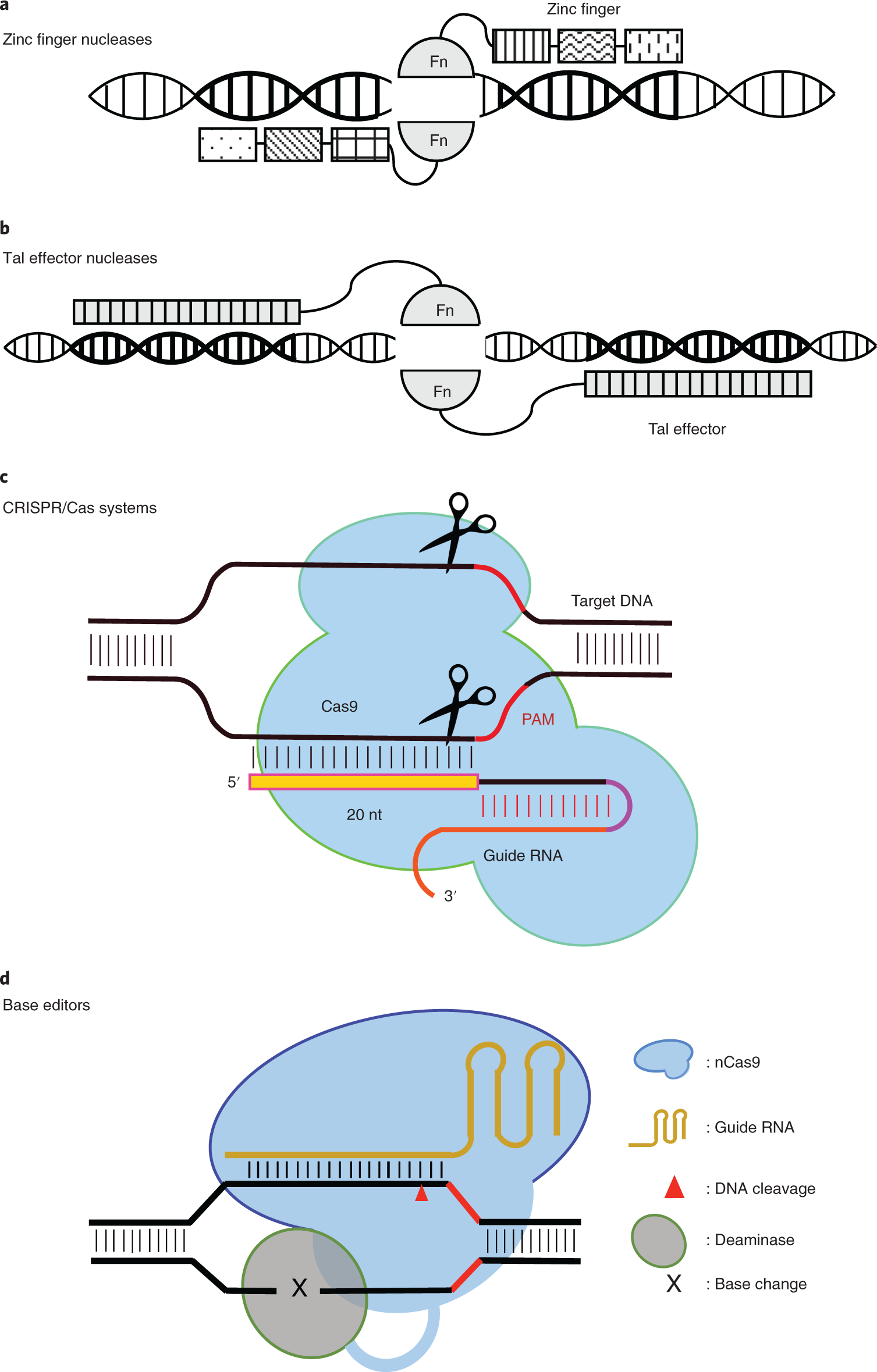 NatureProtocols's tweet card. Nature Protocols - Off-target effects of programmable nucleases remain a critical issue for therapeutic applications of genome editing. This review compares experimental and computational tools for...