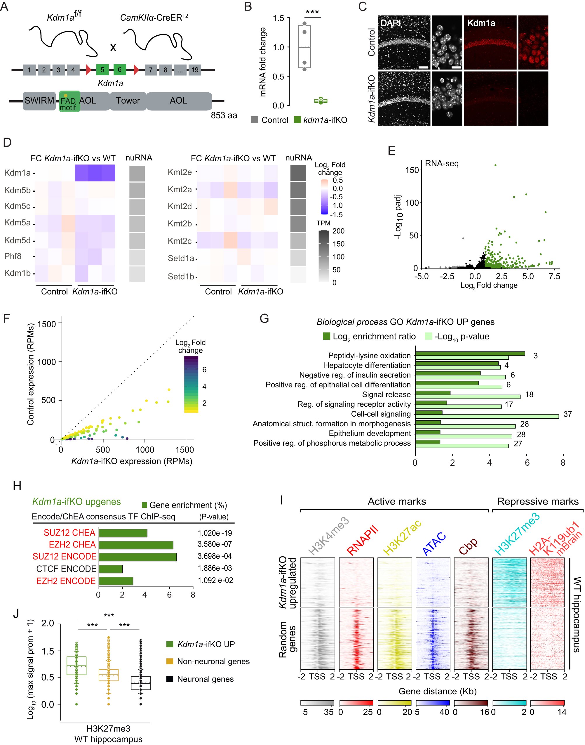 BarcoLab's tweet card. Nature Communications - Kdm1a is a histone demethylase implicated in intellectual disability. Here, the authors show that removing Kdm1a in neurons of the adult mouse forebrain disrupts silencing...