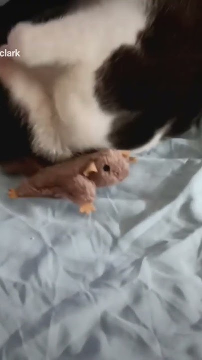 StoriesOfTheDa1's tweet card. I think #MamaAnnabelle has discovered she likes #catnip! #catniptoys...